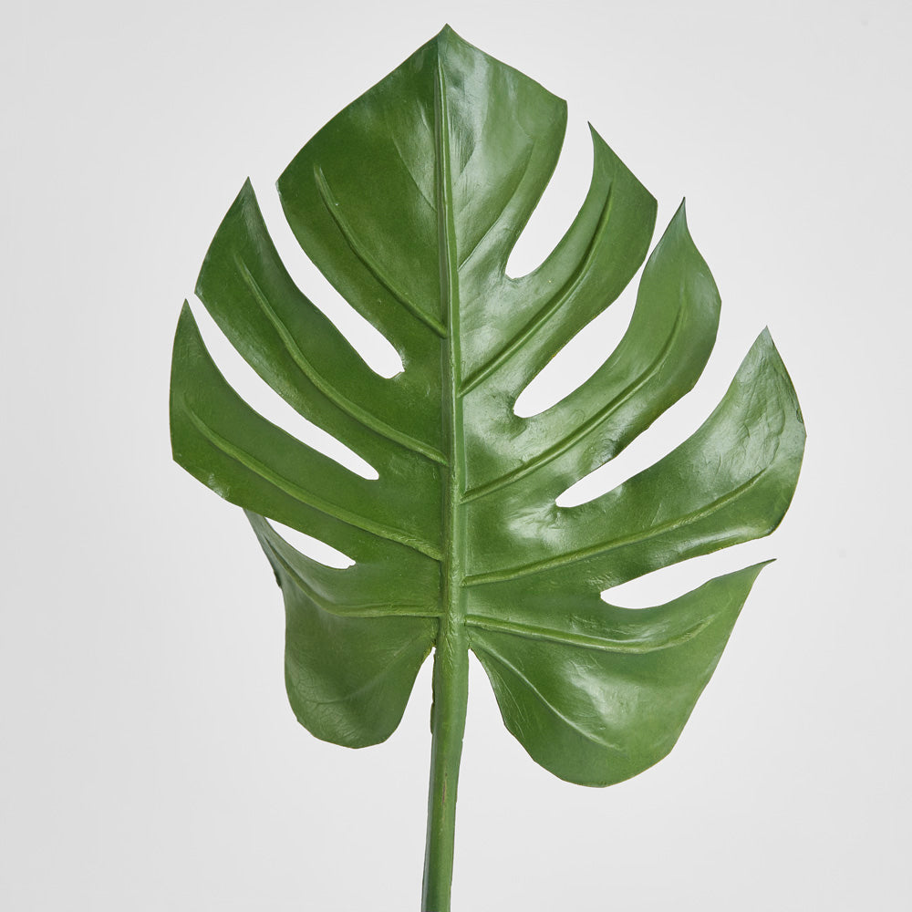 Split-Leaf Philodendron Stem 75cm Green