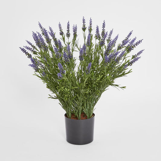 68cm Potted Lavender Bush