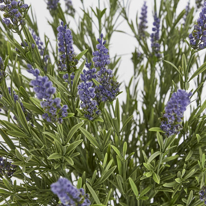 68cm Potted Lavender Bush