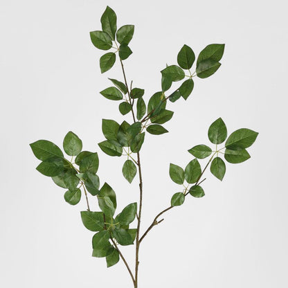 Leaf Scheffelera