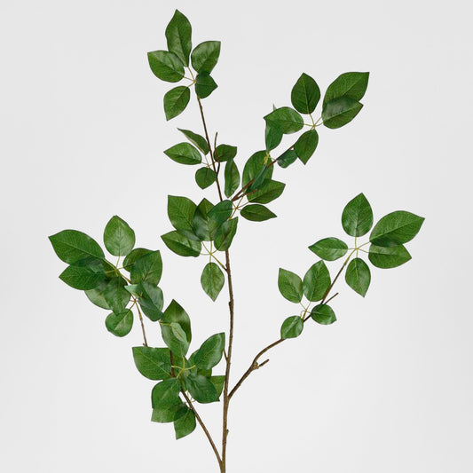 Leaf Scheffelera