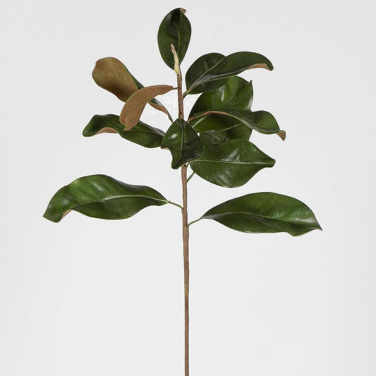 Magnolia Leaves Small Green