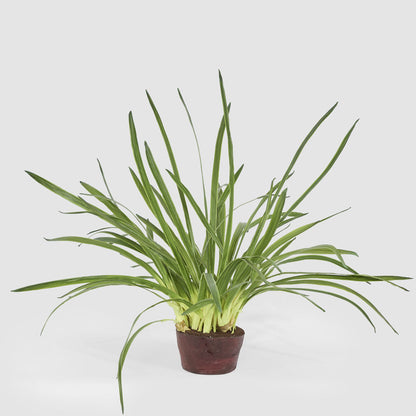Cymbidium Leaves in Soil Pot 1m Green