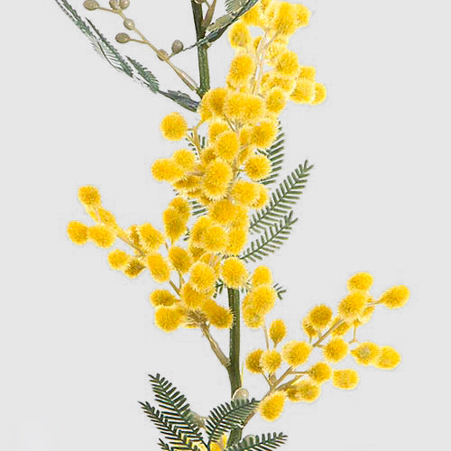 Mimosa Spray Long 1.1m Yellow