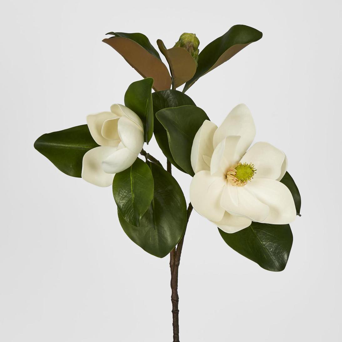 Double Head Magnolia With Bud
