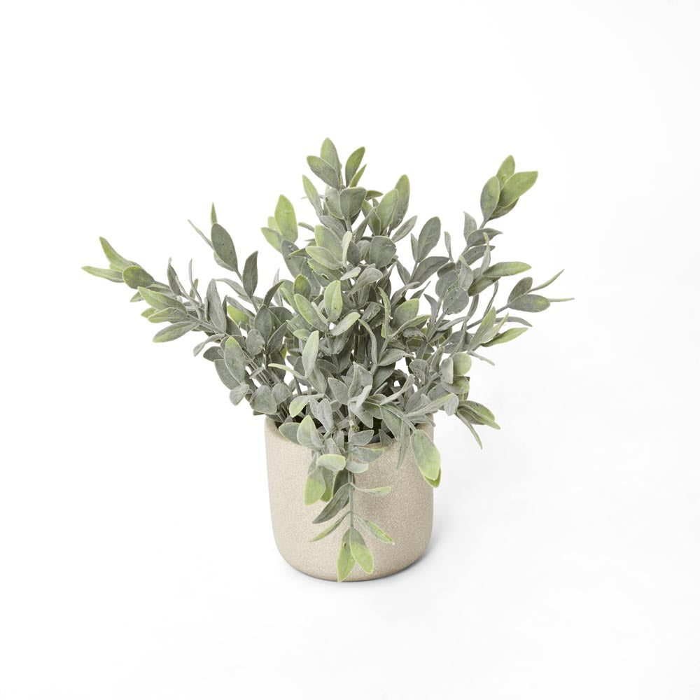 Potted Melon Seed Leaves