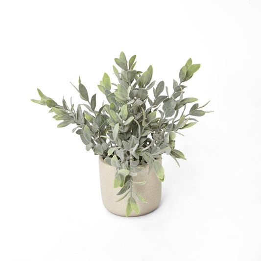 Potted Melon Seed Leaves