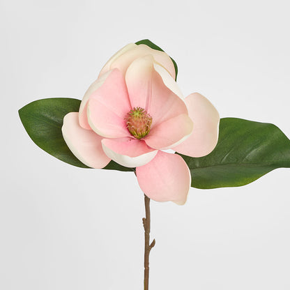 Soulangiana Magnolia Stem 60cm Pink