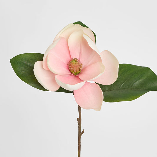 Soulangiana Magnolia Stem 60cm Pink