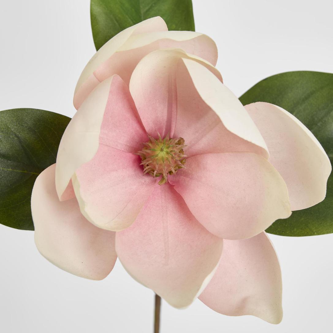 Soulangiana Magnolia Stem 60cm Pink