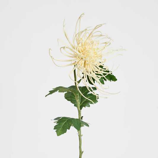 Spider Mum Floral Stem 71cm Cream