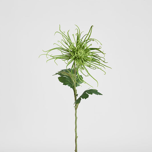 Spider Mum Floral Stem 71cm Green