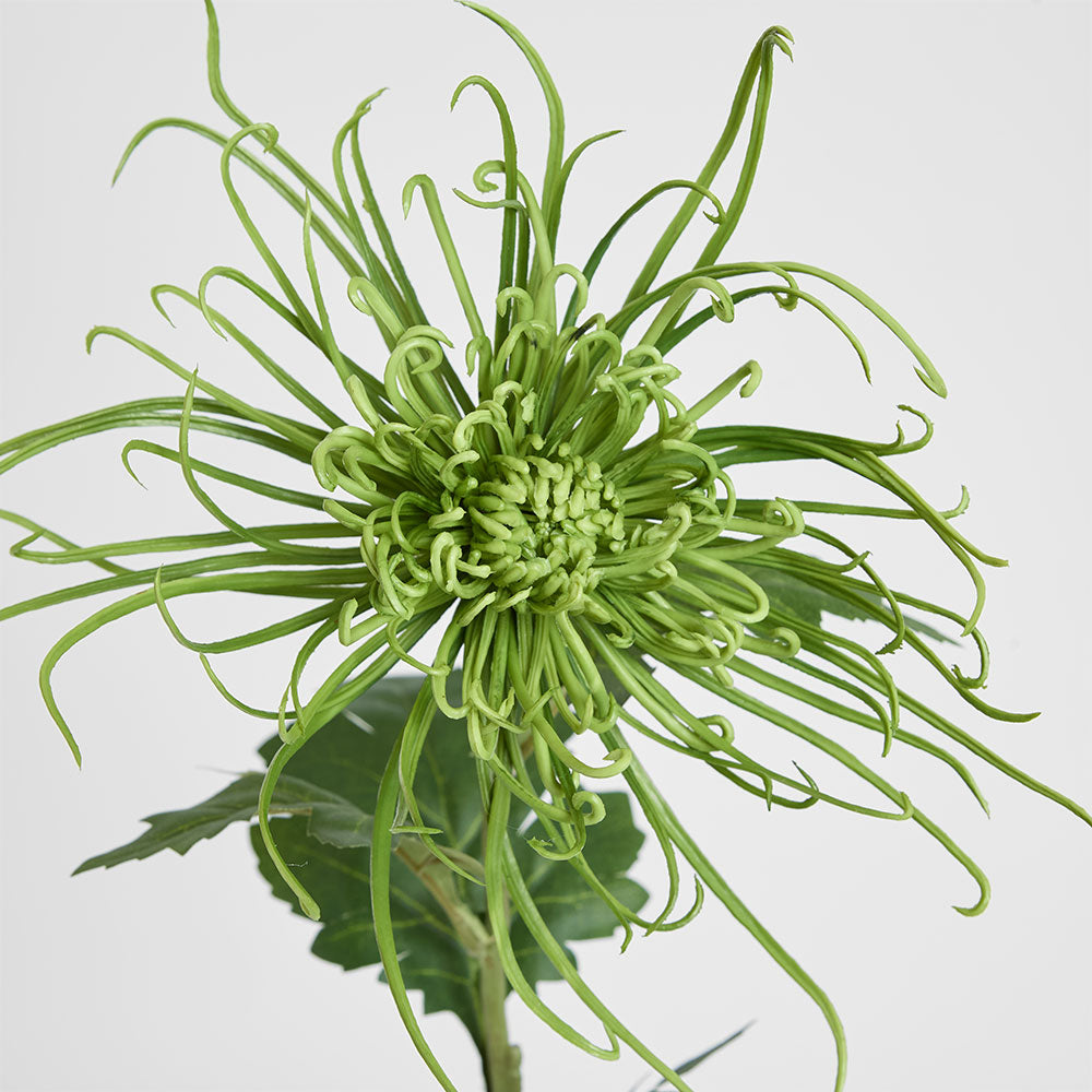 Spider Mum Floral Stem 71cm Green