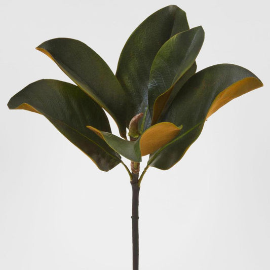 Magnolia Leaf Pick 36cm Green