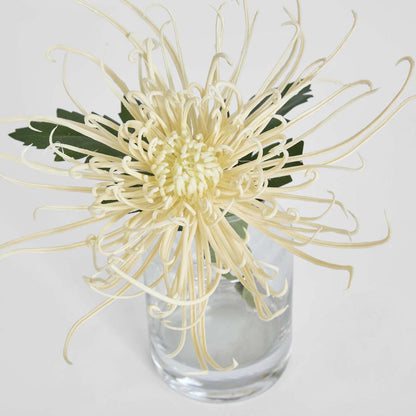 Spider Mum Stem in Vase 20cm Cream