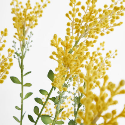 Mimosa bush 46cm in Black Pot
