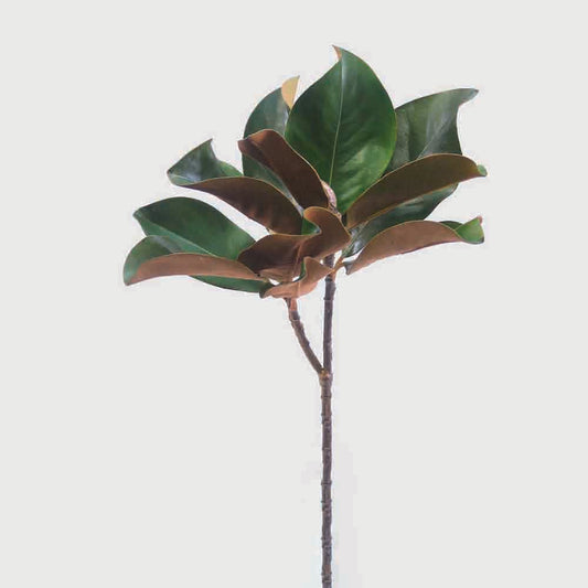 Magnolia Leaf Spray 60cm Green