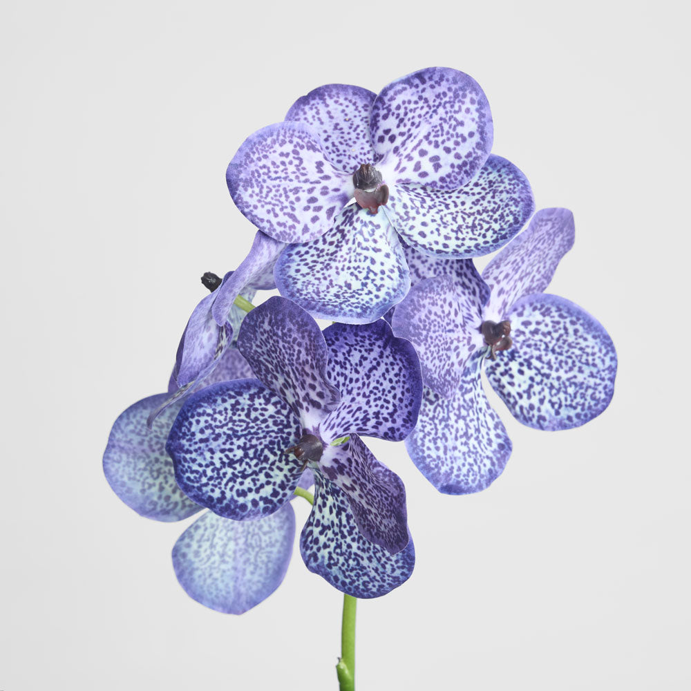Vanda Orchid Stem 66cm Purple