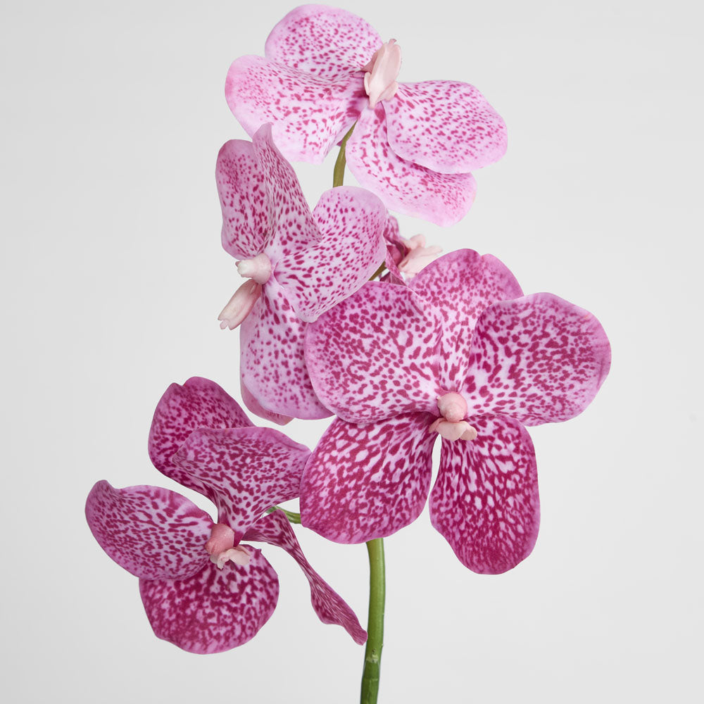 Vanda Orchid Stem 66cm Pink
