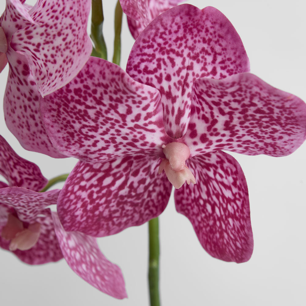 Vanda Orchid Stem 66cm Pink