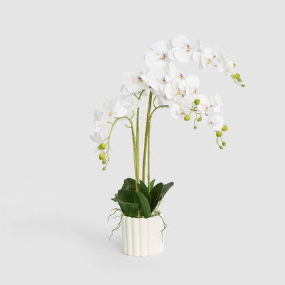 Potted Real Touch Phalaenopsis Orchid