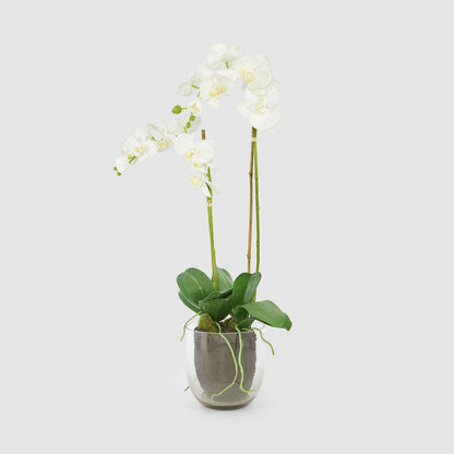 Orchid in Glass Vase 85cm White