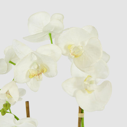 Orchid in Glass Vase 85cm White