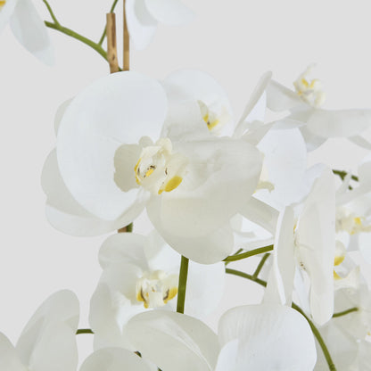 Orchid in Paper Pot Medium 90cm White