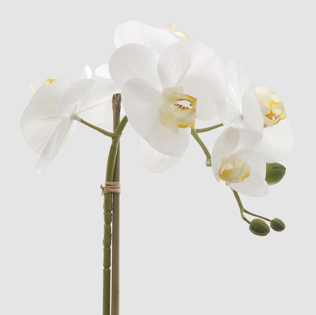 Orchids Phalaenopsis Real Touch with Leaves 53cm White