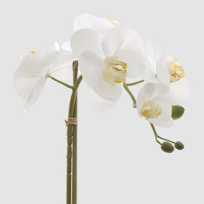 Orchids Phalaenopsis Real Touch with Leaves 53cm White