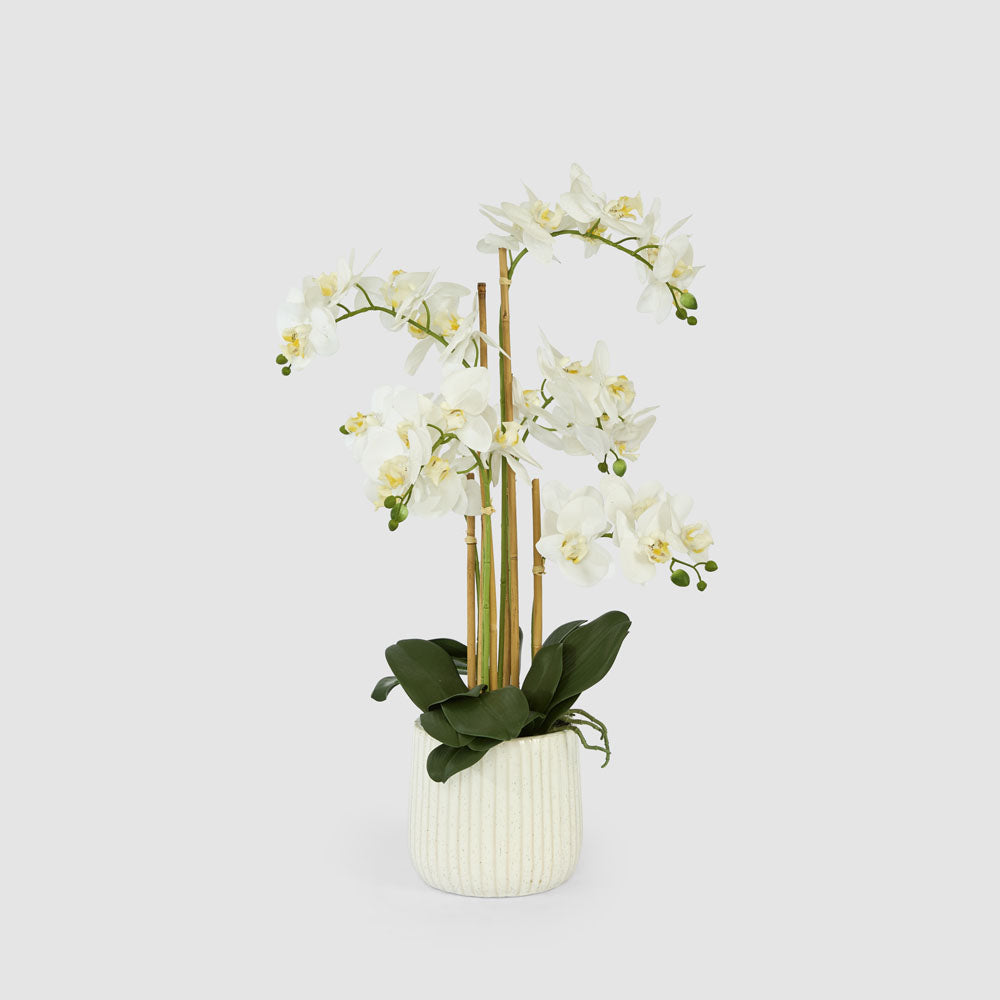 Orchid In Ceramic Pot Real Touch 71cm White