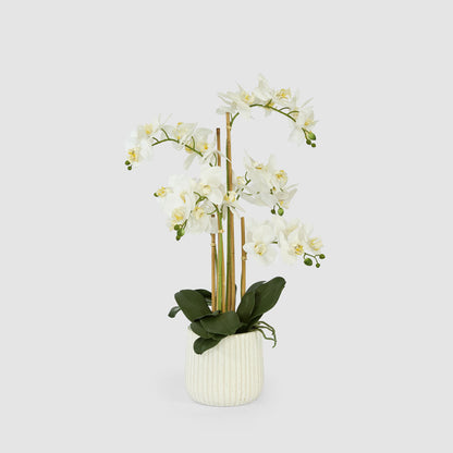 Orchid In Ceramic Pot Real Touch 71cm White