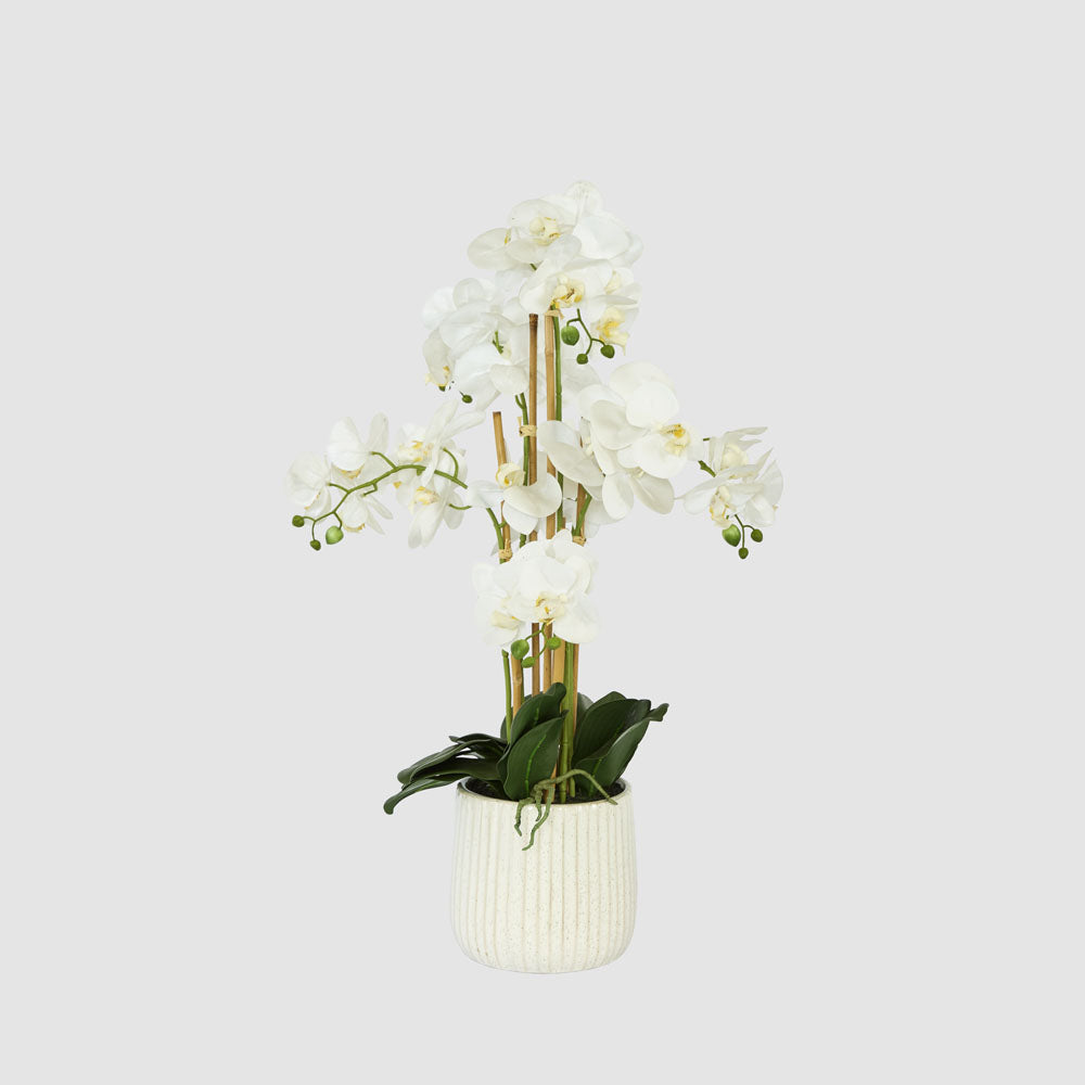 Orchid In Ceramic Pot Real Touch 71cm White