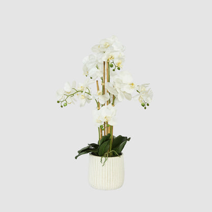 Orchid In Ceramic Pot Real Touch 71cm White