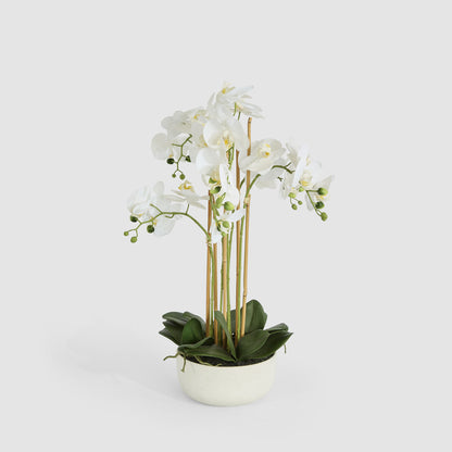 Orchid Potted Real Touch 71cm White