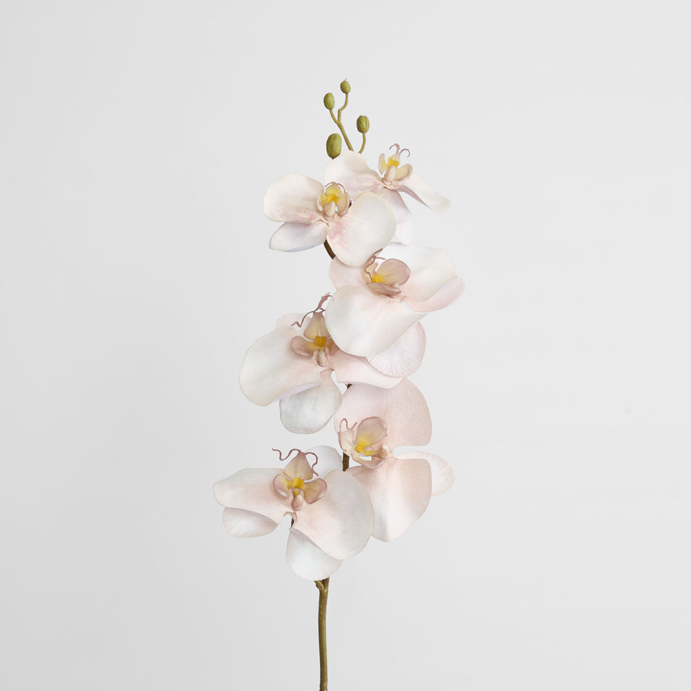 Orchid Single Phalaenopsis Stem 80cm Sunset