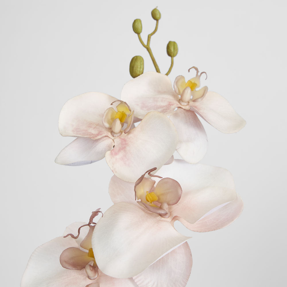 Orchid Single Phalaenopsis Stem 80cm Sunset