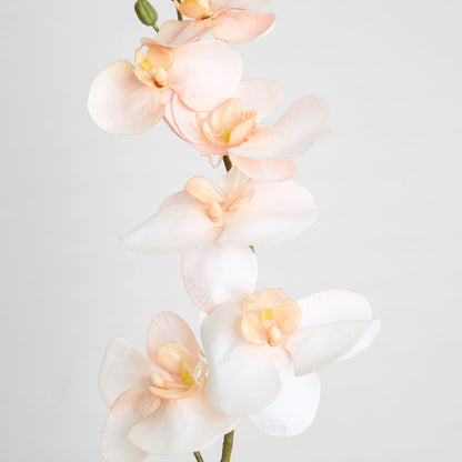 Orchid Single Stem 80cm Coral
