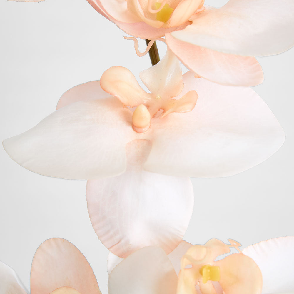 Orchid Single Stem 80cm Coral