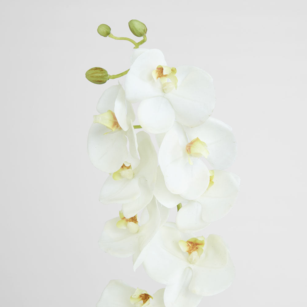 Large Moth Orchid Natural Touch Stem White