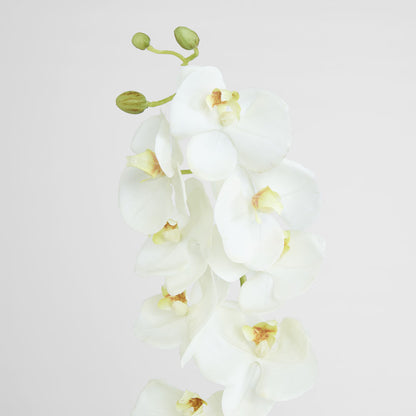 Large Moth Orchid Natural Touch Stem White