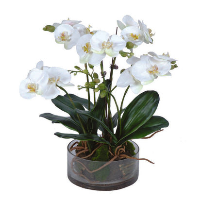 Phalaenopsis Orchid In Glass Pot Large White