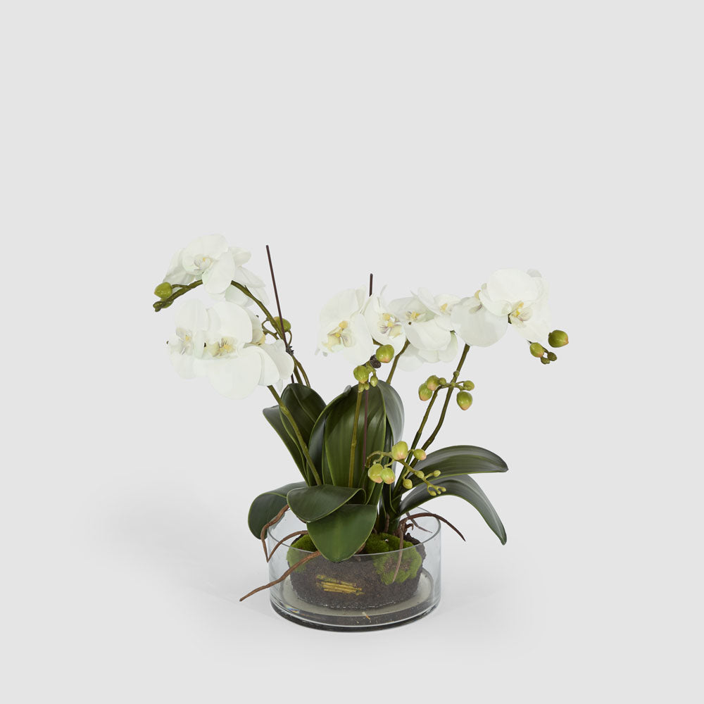 Phalaenopsis Orchid In Glass Pot Large White