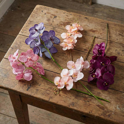 Orchid Phalaenopsis Spray 1m Fuchsia