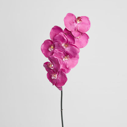 Orchid Phalaenopsis Spray 1m Mauve
