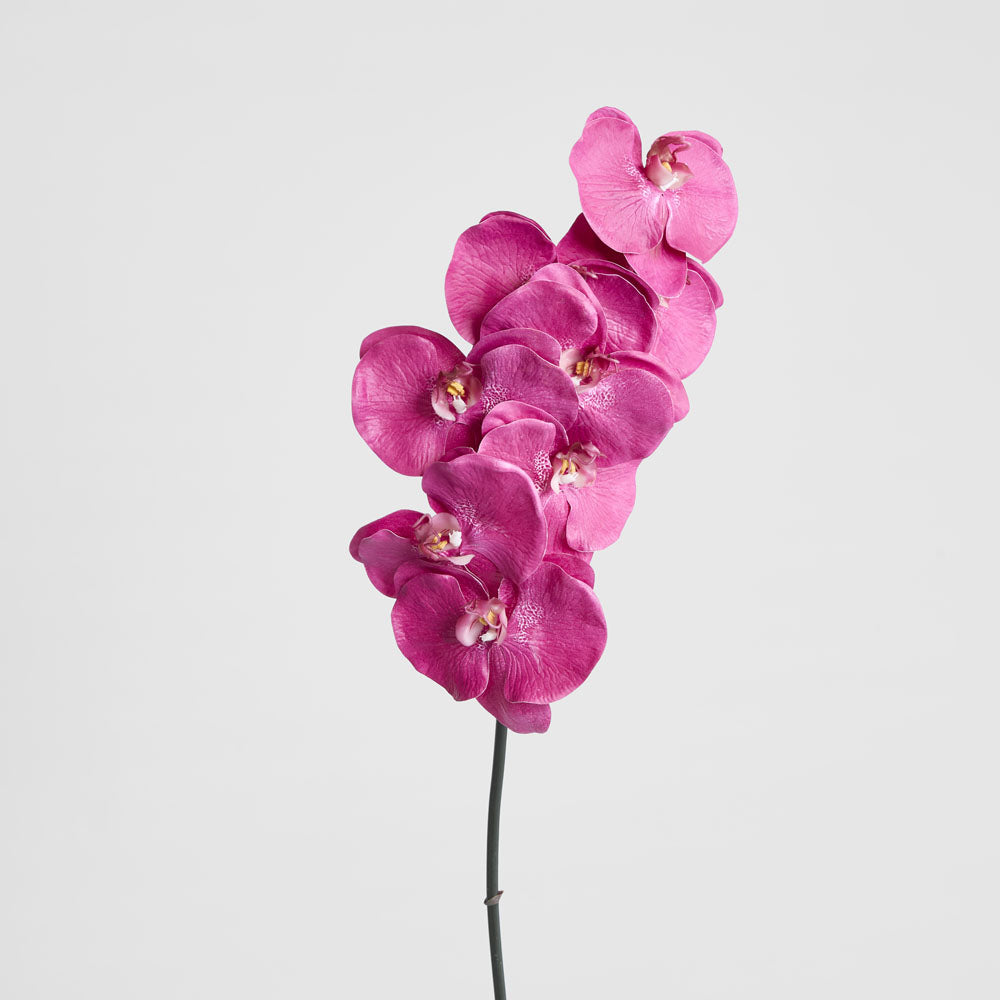 Orchid Phalaenopsis Spray 1m Mauve