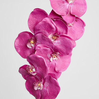 Orchid Phalaenopsis Spray 1m Mauve