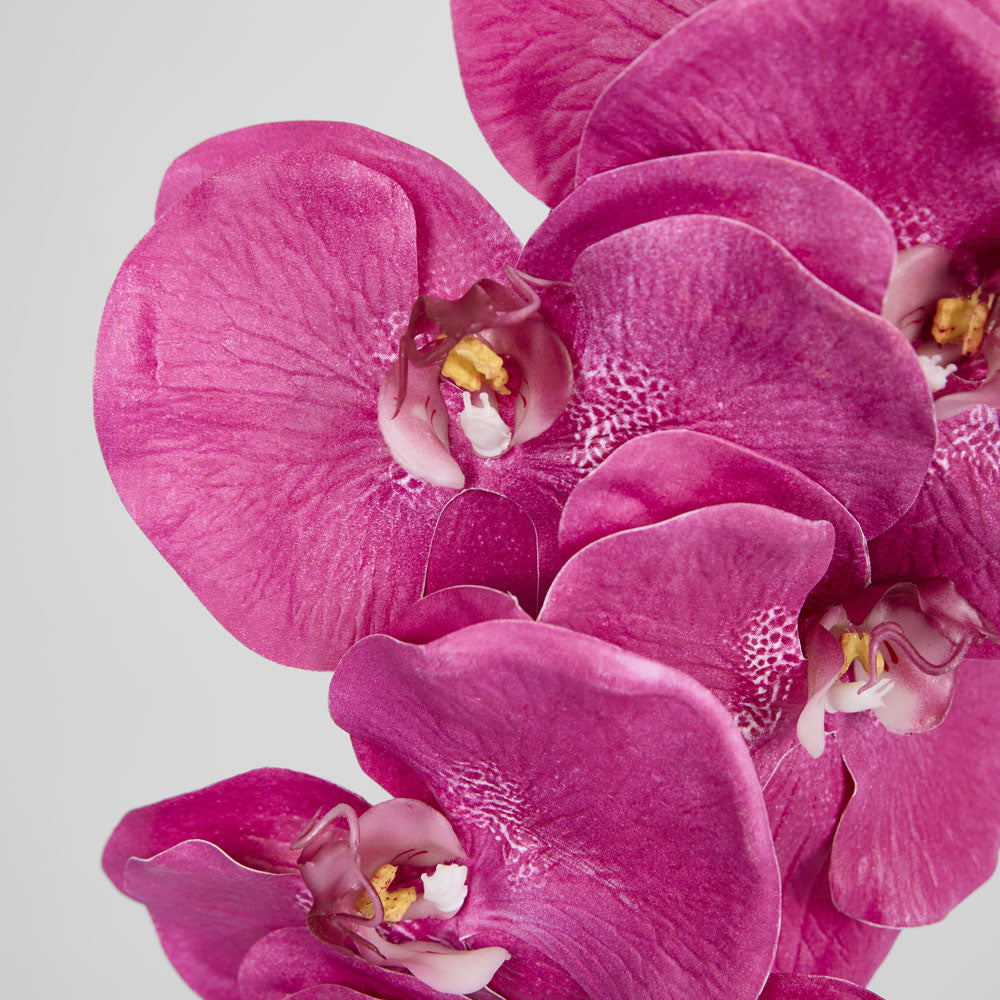 Orchid Phalaenopsis Spray 1m Mauve