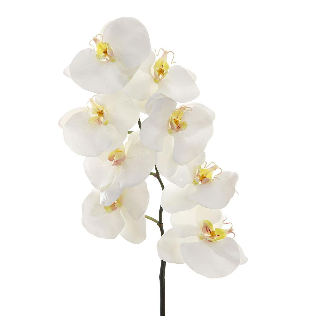 Orchid Phalaenopsis Spray 1m White