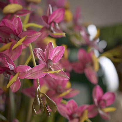 Deluxe Potted Cycnoches Orchid